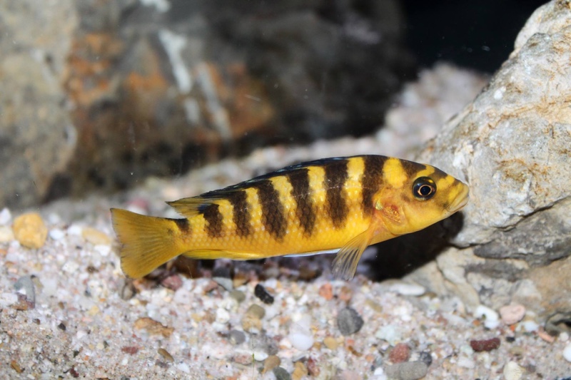 Pseudotropheus crabro